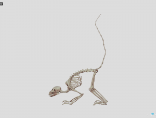 Ring-tailed Lemur (Lemur catta)