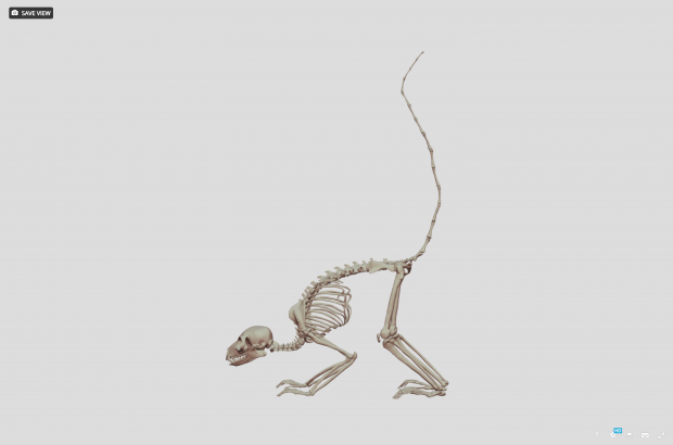 Ring-tailed Lemur (Lemur catta)